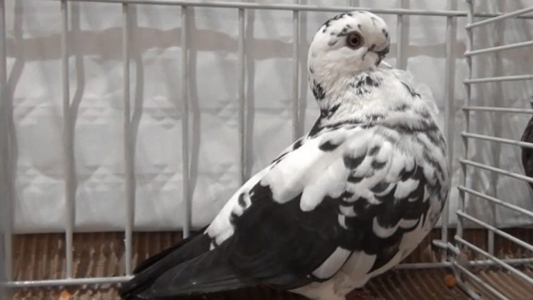 African Owl Pigeon: Origin, Appearance, Behavior, Care, And More