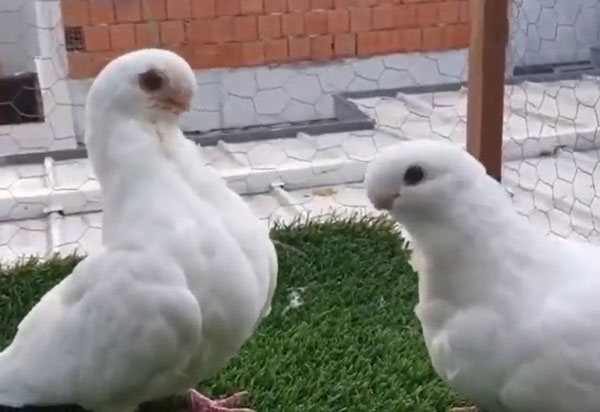 African Owl pigeons as pets