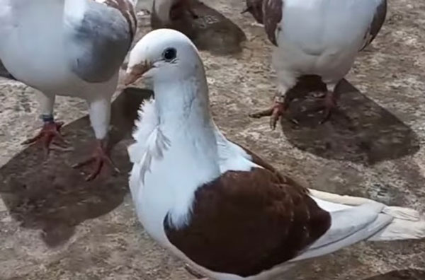 Antwerp Smerle pigeon