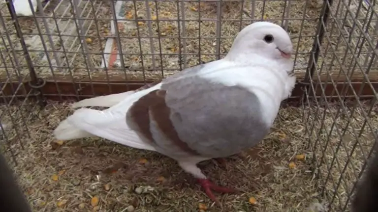 Antwerp Smerle Pigeon: Origin, Appearance, Behavior, Care, And More