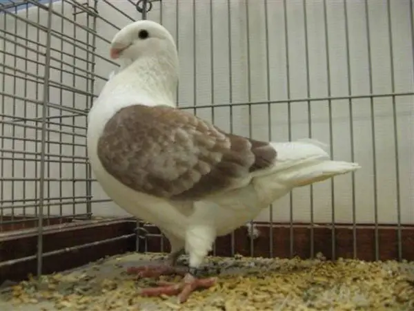 Antwerp Smerle pigeon Breeding