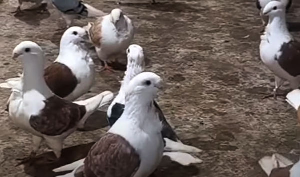 Antwerp Smerle pigeons Lifespan