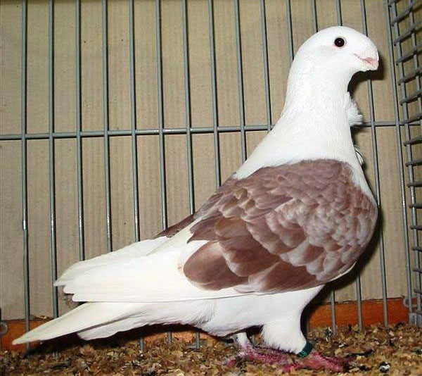 Antwerp Smerle pigeons as pets