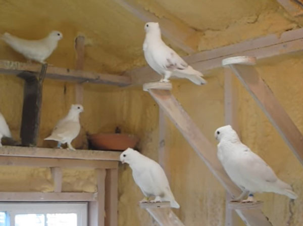 Are Seraphim pigeons good pets