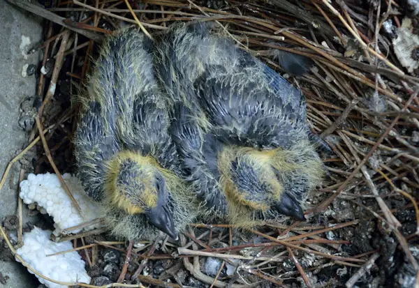 Baby Pigeon