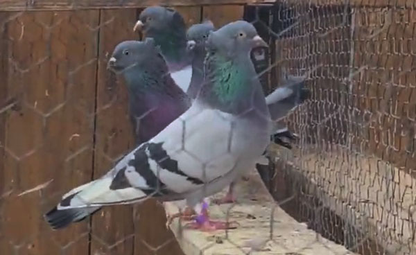 Serbian Highflyer Pigeon Behavior and temperament