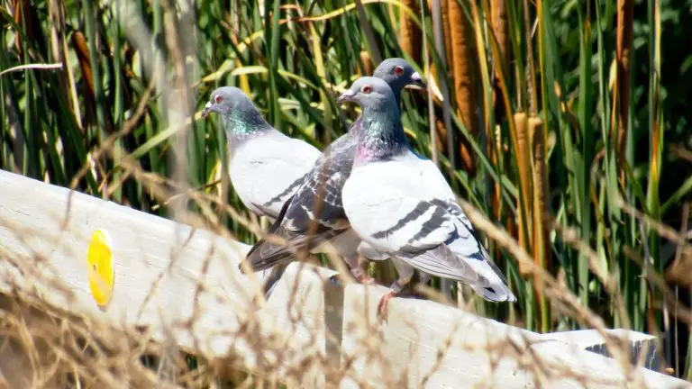 The Benefits of Pigeon Racing: Health, Social, and Emotional Benefits 