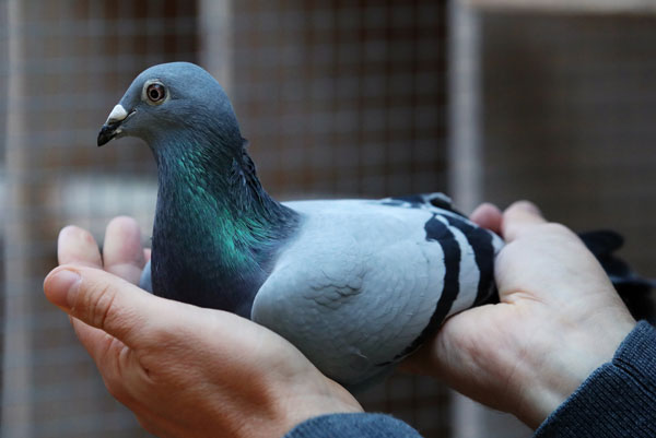 Breeding & Lineage In Racing Pigeon Prices