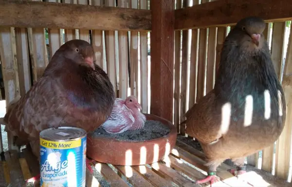 Breeding giant runt pigeon