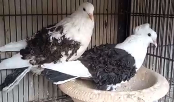 Breeding guide for frill back pigeons
