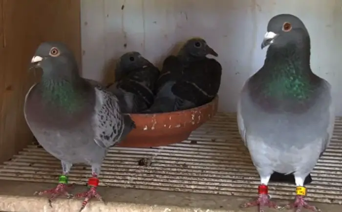 Breeds of Racing Pigeons