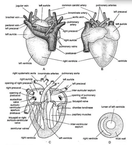 Cardiovascular System Of Racing Pigeons