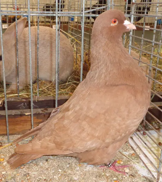 Carneau Pigeon Appearance