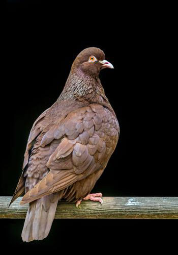 Carneau Pigeon Lifespan