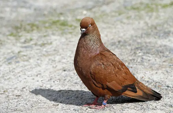 Carneau pigeons as pets