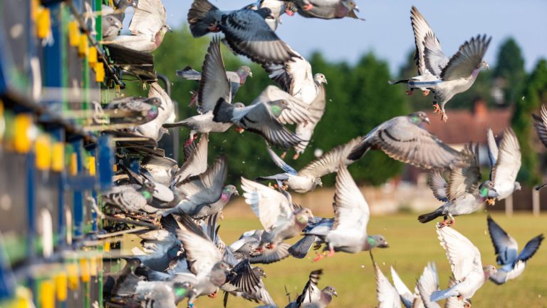 The Challenges of Pigeon Racing: Injuries, Predators, and Other Threats  