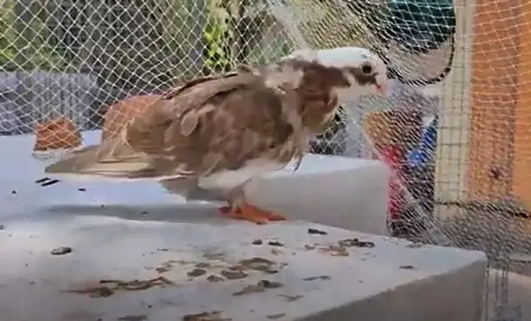 Chinese Owl Pigeon Appearance