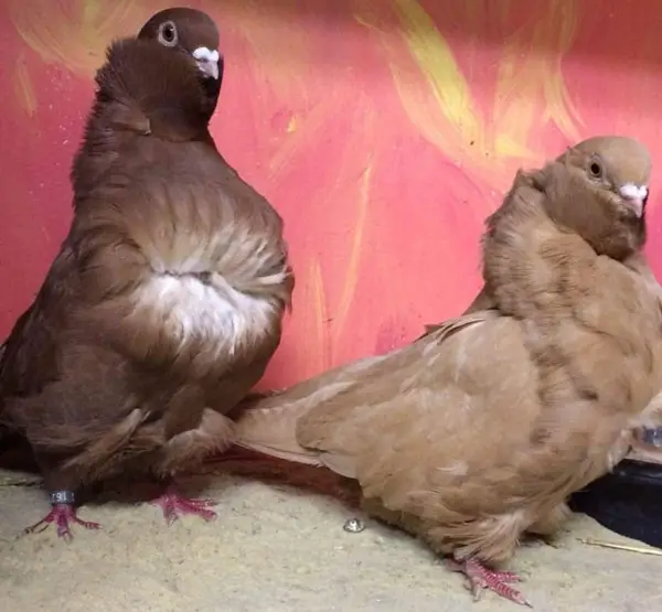 Chinese Owl Pigeon Breeding