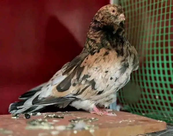 Chinese Owl Pigeon Lifespan