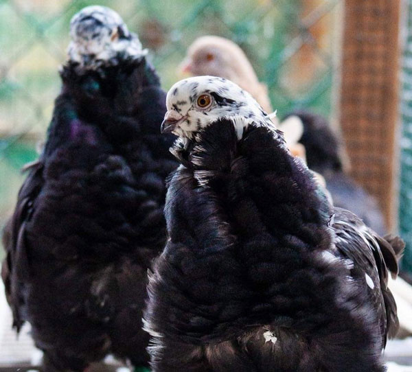 Chinese owl pigeons as pets