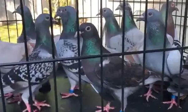 Cost Of Racing Pigeons