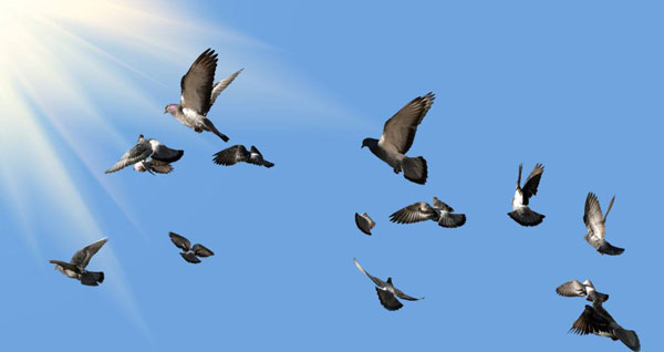 Creating an Effective Training Regimen for Racing Pigeons