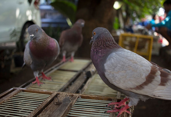 Cultural Significance of Pigeon Racing