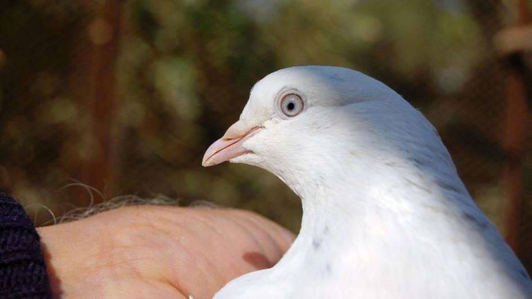 Cumulet Pigeon: Origin, Appearance, Behavior, Care, And More