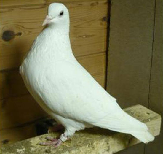 Cumulet-Pigeon Appearance
