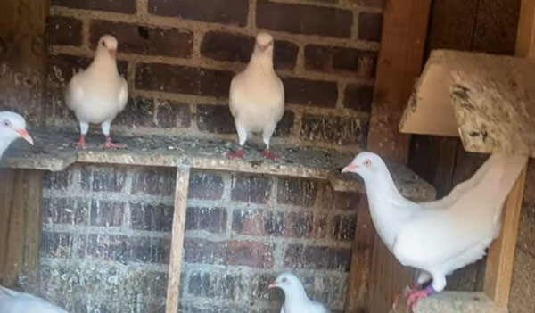 Cumulet pigeons as pets