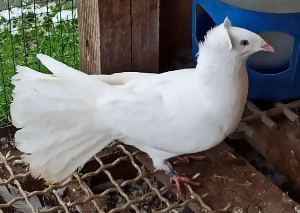 Danzig Highflyer Pigeon Behavioral traits