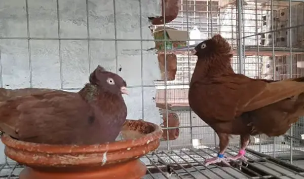 Danzig Highflyer Pigeon Breeding