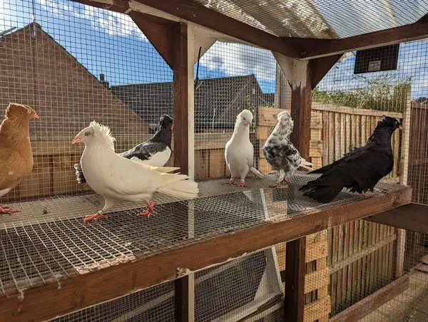 Danzig highflyer pigeons as pets