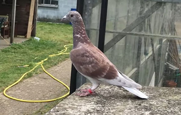 Developing the Mental Abilities of Racing Pigeons