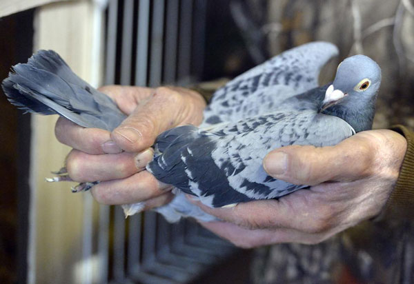 Developing the Physical Abilities of Racing Pigeons