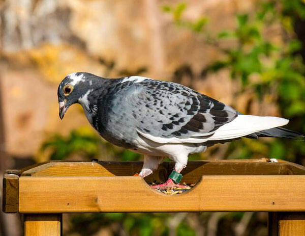 Educational Benefits of Pigeon Racing for Children and Young People