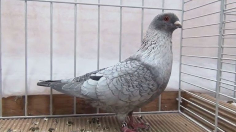 Egyptian Swift Pigeon: Origin, Appearance, Behavior, Care, And More