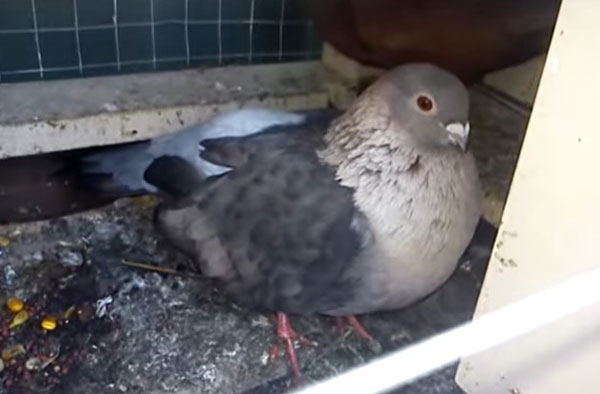 Egyptian Swift Pigeon As pets