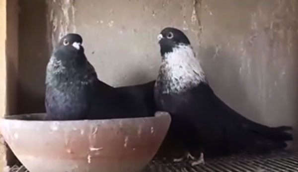 Egyptian Swift Pigeon Breeding