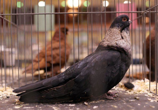 Egyptian Swift Pigeon Lifespan
