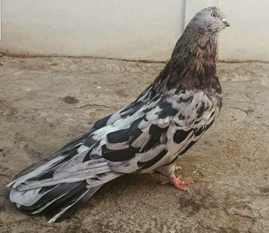 Egyptian Swift Pigeon Origin and history