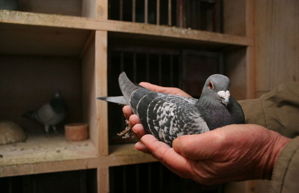 Emotional Challenges of Pigeon Racing