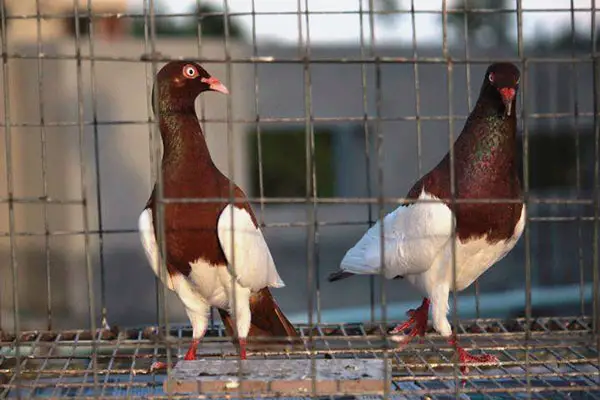 English Magpie Pigeon Breeding