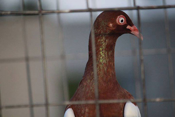 English Magpie Pigeon Origin and history