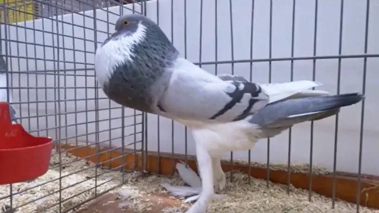 English Pouter Pigeon: Origin, Appearance, Behavior, Care, And More
