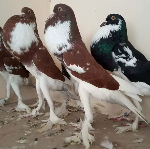English Pouter Pigeon Behavior