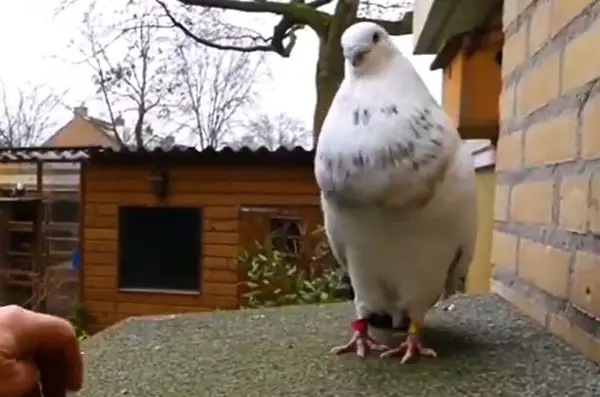 English Pouter Pigeon Lifespan