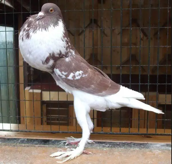 English Pouter Pigeon Origin and history