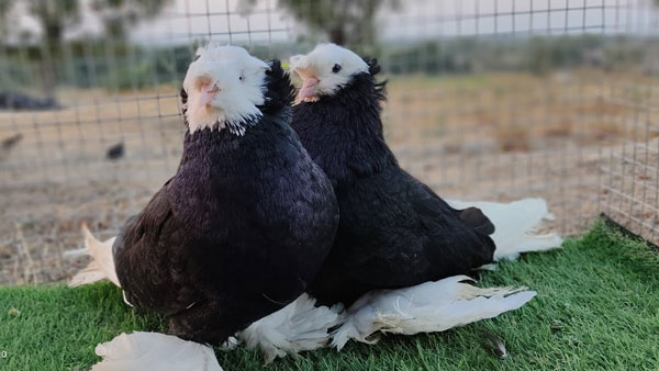 English Trumpeter Pigeon Behavior