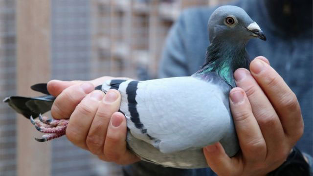 Ensuring the Health and Quality of Racing Pigeons being Purchased